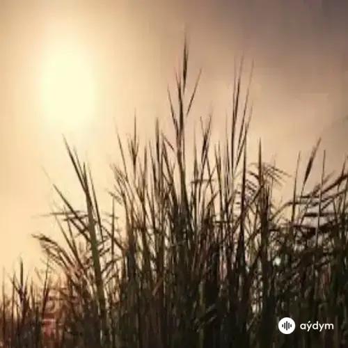 Yol'a Düş  - Ela Gözlüm 