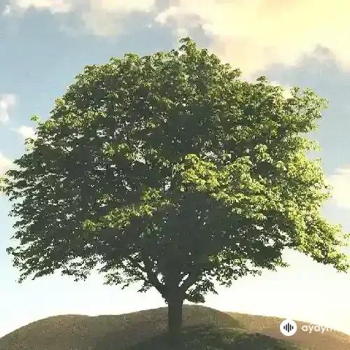 Kendrick Lamar-Jay Rock - Money Trees