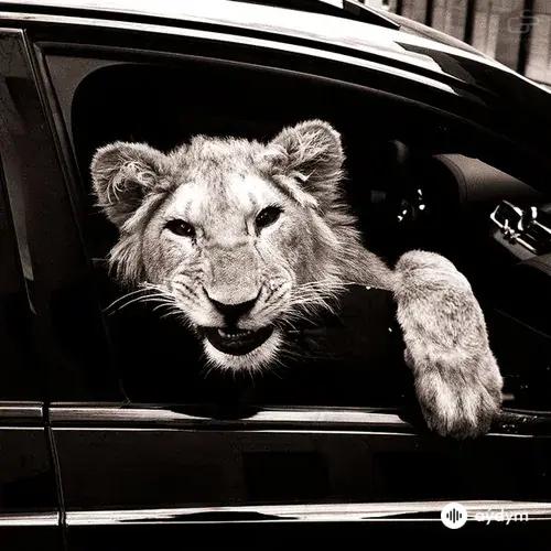 Macan -Kiliana  - Спокойной Ночи