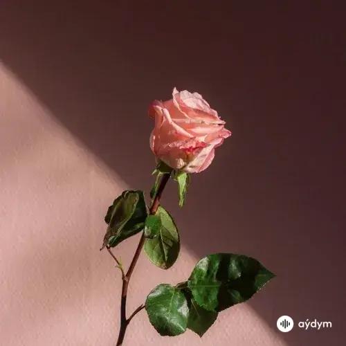 Cigarettes After - Nothing's Gonna Hurt You Baby