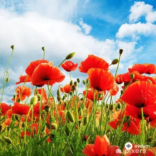 Baýly Mämmedow-Dürdäne Joraýewa - Aýjemal