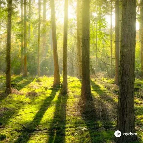 Nature sounds for Deep Sleep